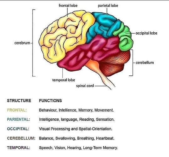 Brain & It's Major Parts Function