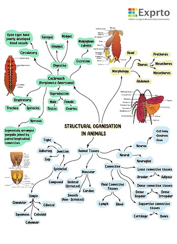 structural organisation in animals|0x500
