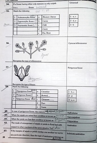 Morphology Of Flowering plants_4