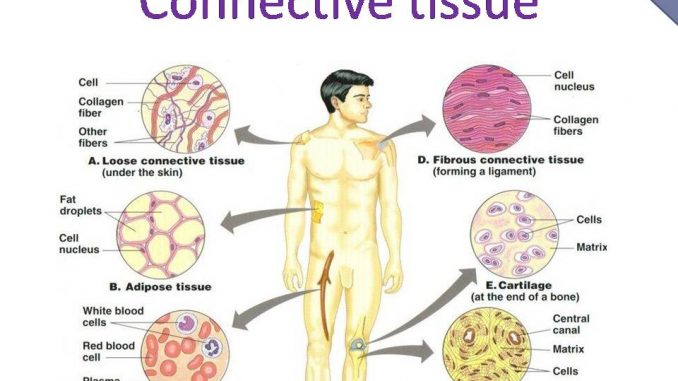 connetive-tissue-678x381